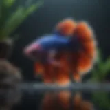 Elegant Betta Fish in a Serene Aquatic Environment