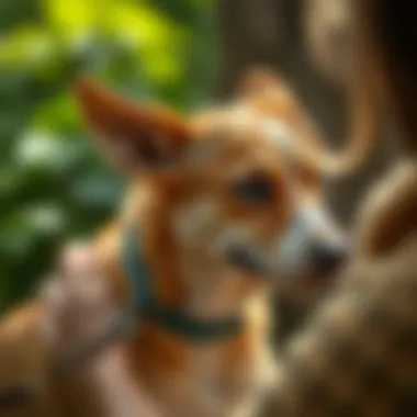 Pet owner receiving DNA test results