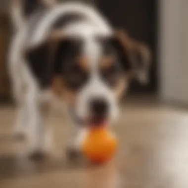 Enhancing Pet's Playtime Experience with Top Paw Fetch Ball