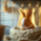 Comfortable Bedding for Your Rabbit's Cage Cozy bedding for rabbits