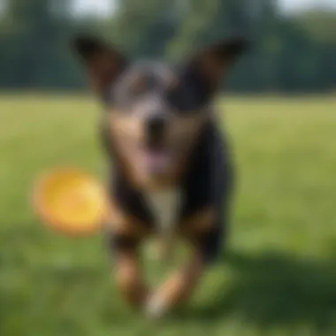 A close-up of a dog playing with a frisbee in a grassy field