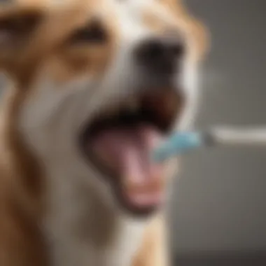 Canine Dental Health Concept