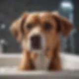 Dog enjoying a bath with flea treatment shampoo