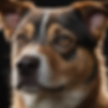 Unique Features of Mixed Breed Dogs A close-up of a mixed breed dog's face showing unique features
