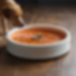 Innovative slow-feed dog bowl with maze-like design