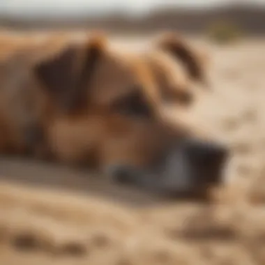 Close-up of a pet relaxing on a well-maintained sand bed