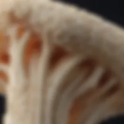 A close-up of a Nylabone edible puppy bone showcasing its texture.