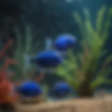 School of vibrant Blue Tang feeder fish in aquarium