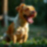 Understanding Dog's Digestive System Understanding dog's digestive system