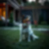High-tech wireless dog fence system in a modern yard