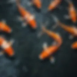 Exquisite Koi Fish Patterns