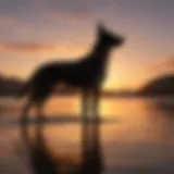 Graceful silhouette of a female dog at sunset