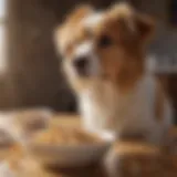 A fluffy dog looking confused near a bowl of cereal