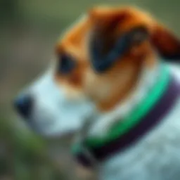 Close-up view of a flumethrin collar on a dog