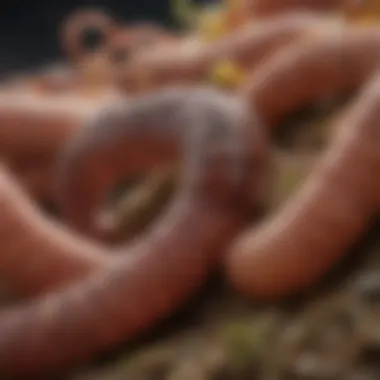 Illustration showcasing various types of frontline worms