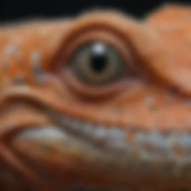 Close-up of unique gecko skin textures and patterns