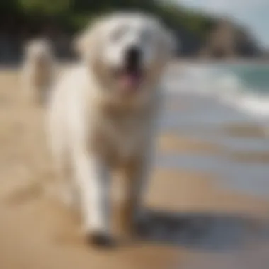 Great Pyrenees enjoying a day at the beach