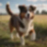 Australian Shepherd playing in a sunny field