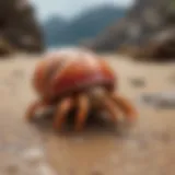 Hermit Crab Shell Selection