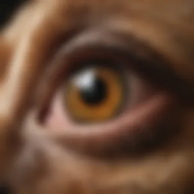 Exploring Varieties of Dog Eye Discharge Types of Dog Eye Discharge