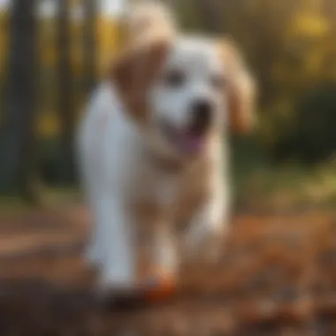 Interactive Playtime with Top Paw Fetch Ball