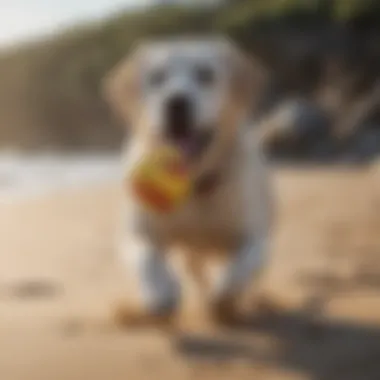 Playful Labrador chasing a ball on the beach