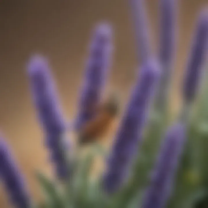 Close-up of lavender plant with fleas repelled