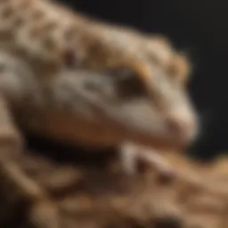 Leopard Gecko Humid Hide with Natural Elements