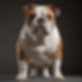 Regal English Bulldog Pose Majestic English Bulldog standing proudly