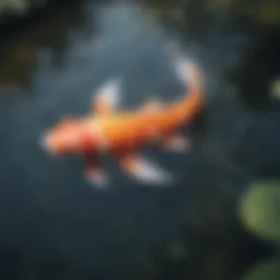 Majestic Koi Fish Swimming in Pond