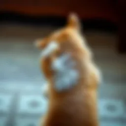 A pet scratching its back in discomfort