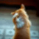 Pet Scratching Its Back A pet scratching its back in discomfort