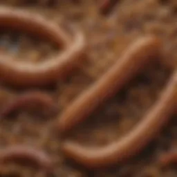 Illustration of microscopic view of rice-looking worms in dog feces