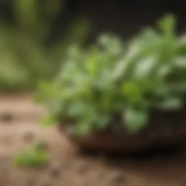 Natural Herbal Remedies for Horse Warts Natural Herbal Remedies for Horse Warts