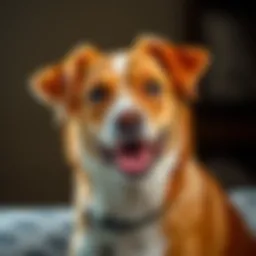 Canine health and wellness