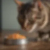 Cat eating from a bowl