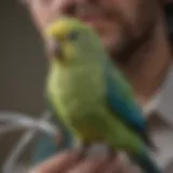 Parakeet perched on a veterinarian's stethoscope