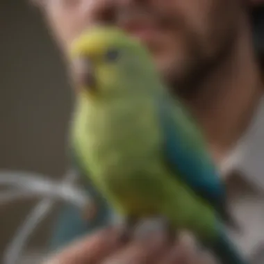 Parakeet perched on a veterinarian's stethoscope