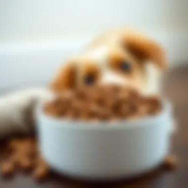 Enhanced Nutrition for Reduced Shedding Bowl of dog food enriched with fur-reducing supplements