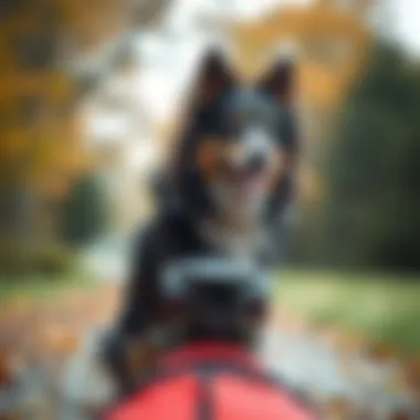 Notable Practical Considerations for Choosing a Large Dog Tote Notable Practical Considerations for Choosing a Large Dog Tote