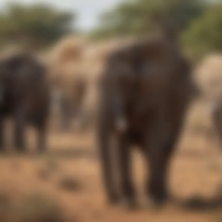 Protective Elephant Herd in Savanna Landscape