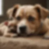 Curious puppy latching onto mother's teat