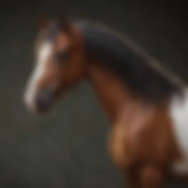 Evaluating Conformation of a Paint Stallion Rider Observing Paint Stallion's Conformation