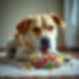 Canine Meal Enjoyment Canine enjoying a meal from a colorful bowl
