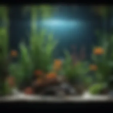 Sustainable Fish Tank Made from Recycled Glass Bottles