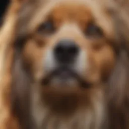 A variety of brushes suitable for long-haired dog grooming