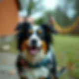The Comprehensive Examination of Big Pooper Scoopers: A Necessity for Pet Owners Introduction