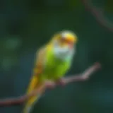 A colorful budgerigar perched on a branch