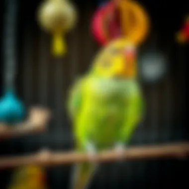 Playful Parakeet: Enriching Life with Fun A parakeet playing with toys in its habitat