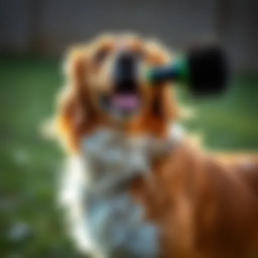 The Efficacy of Dog Drying Brushes: A Comprehensive Guide Introduction